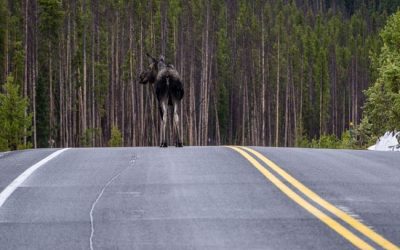 Drivers Beware: Colorado Wildlife Is on the Move