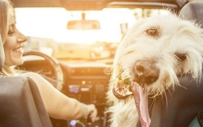 Auto Accidents Involving Unrestrained Pets
